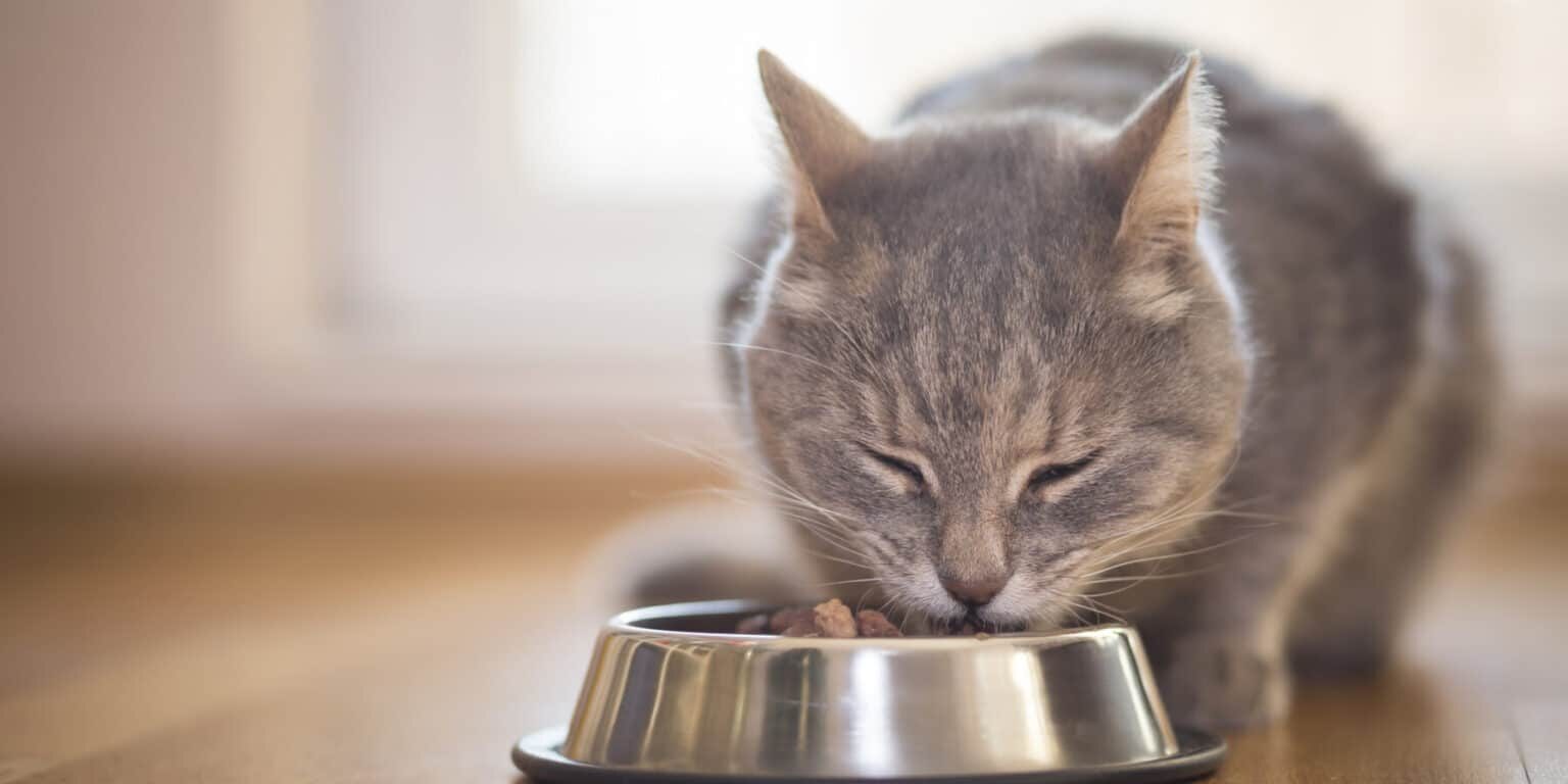 Gray tabby cat eating food from a stainless steel bowl on a wooden floor, with a softly lit background—an everyday moment that underscores the importance of excellence in pet food operations consulting.