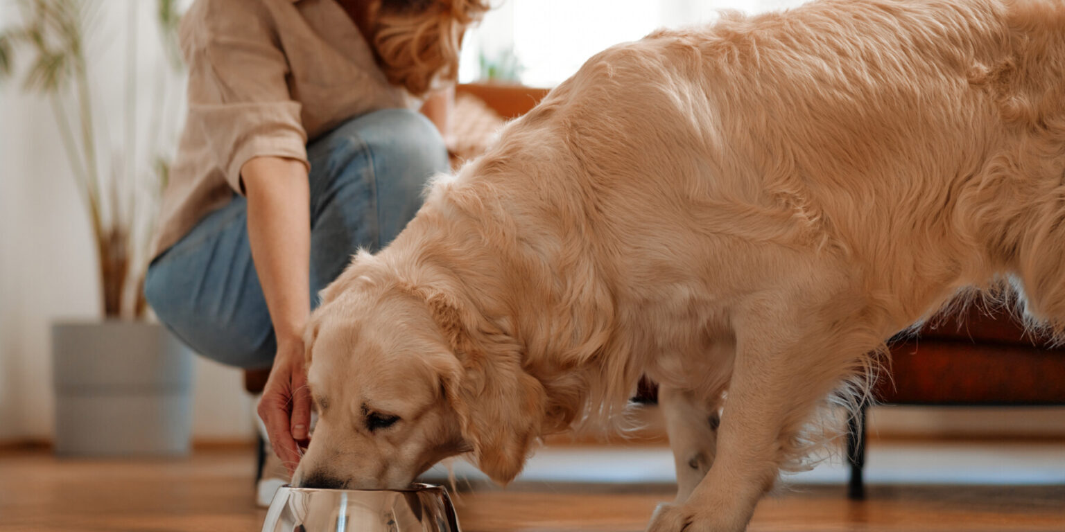 A woman crouches and smiles while a golden retriever enjoys a meal from a stainless steel bowl on a wooden floor inside a home, showcasing the care and attention given to pet food operations.